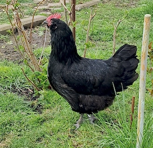 Vand gaini rasa AUSTRALOP, maturitate de un an - imagine 2