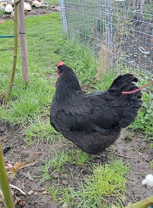 Vand gaini rasa AUSTRALOP, maturitate de un an - imagine 3