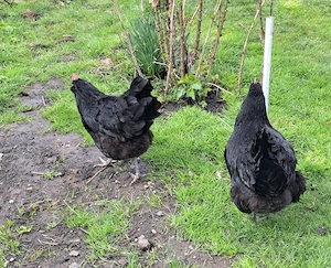 Vand gaini rasa AUSTRALOP, maturitate de un an - imagine 4