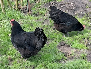 Vand gaini rasa AUSTRALOP, maturitate de un an