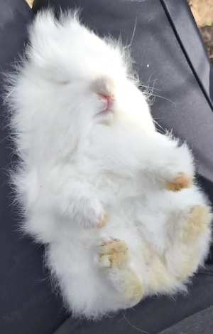 Iepurasi cap de  leu