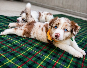 Border Collie Red Merle din părinți premiați cu Pedigree Export  - imagine 5