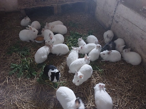 Iepurasi cap de  leu - imagine 4