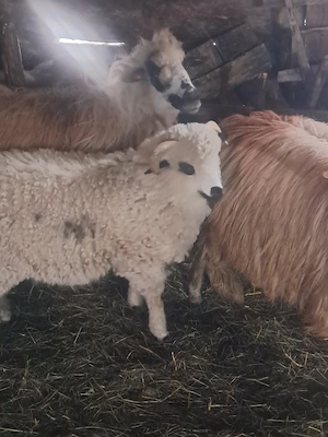 Vând miel  - imagine 2