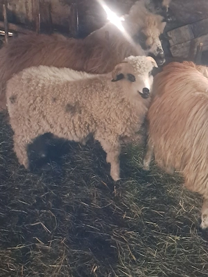 Vând miel  - imagine 3