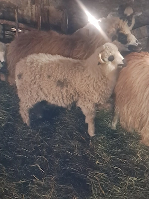 Vând miel  - imagine 4