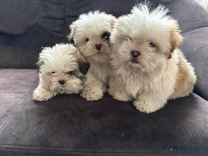 vând căței Shih Tzu 