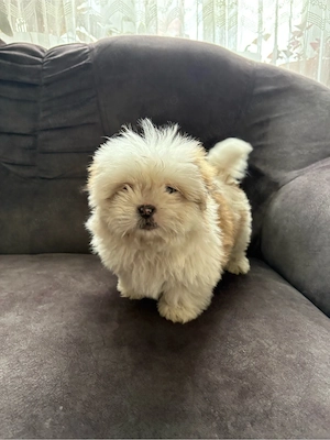 vând căței Shih Tzu  - imagine 2