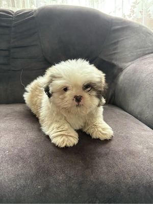 vând căței Shih Tzu  - imagine 3