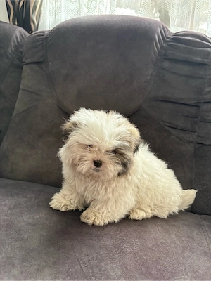 vând căței Shih Tzu  - imagine 4