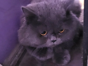 pisica british shorthair - imagine 2