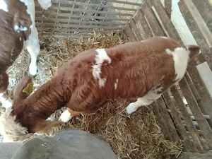 Vand vitel baltat  - imagine 2