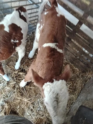 Vand vitel baltat  - imagine 3