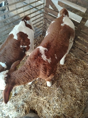 Vand vitel baltat  - imagine 4