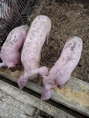 De vanzare  - imagine 2