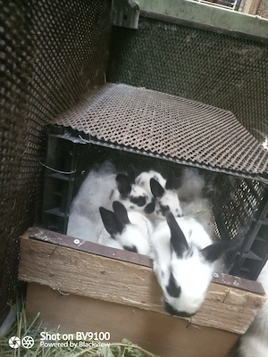 Iepurași drăgălași  - imagine 2