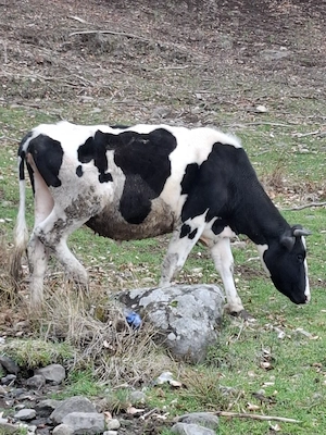 Vaci - juninigi la prima fatare.  - imagine 4