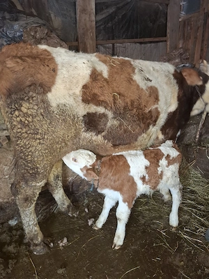 Vaci - juninigi la prima fatare.  - imagine 3