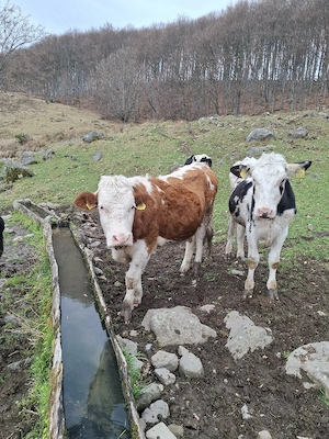 Vaci - juninigi la prima fatare.  - imagine 5