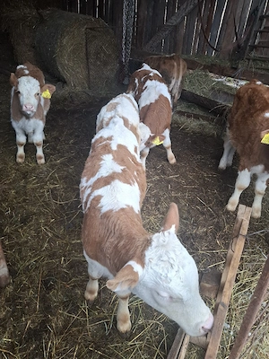 Vaci - juninigi la prima fatare.  - imagine 2