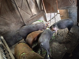 Vând porci diferite greutăți , preturi în funcție de alegere ! 