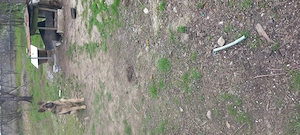 Cățel ciobănesc german 