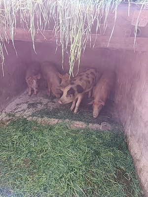 Porci din rasa duroc