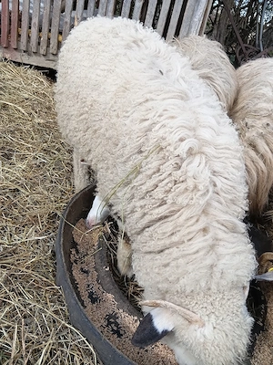 miei de vanzare - imagine 2