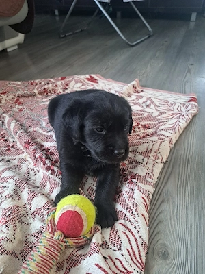 Pui Labrador retriever - imagine 4