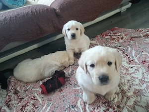 Pui Labrador retriever - imagine 3