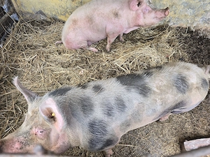 Vand scroafa Pietran