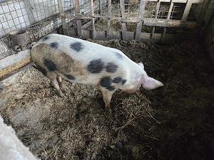 Vand porc 100  - 120 kg - imagine 2