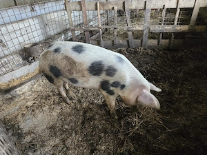 Vand porc 100  - 120 kg - imagine 3