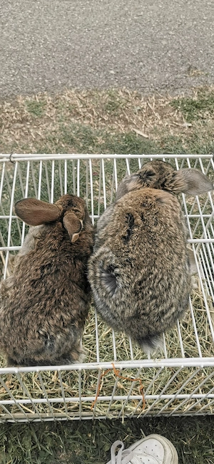 Iepuri disponibili  - imagine 2