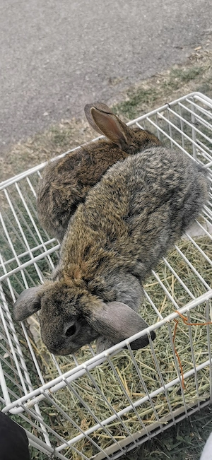 Iepuri disponibili  - imagine 3