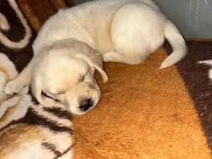 Pui Labrador retriever - imagine 2