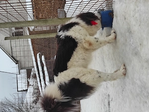 Ciobanesc de Bucovina 