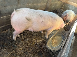 purceluca montate  - imagine 2