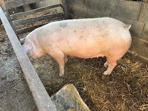 purceluca montate  - imagine 3