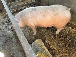 purceluca montate  - imagine 4