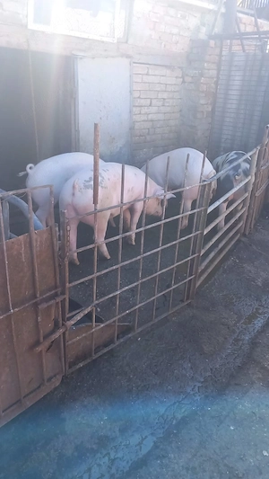 Porci de vânzare  - imagine 2