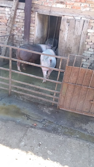 Porci de vânzare 