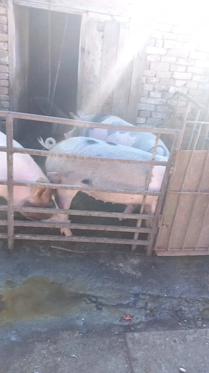 Porci de vânzare  - imagine 3