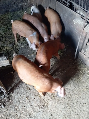 Purcei de vanzare - imagine 3