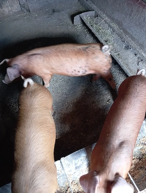 Purcei de vanzare - imagine 2