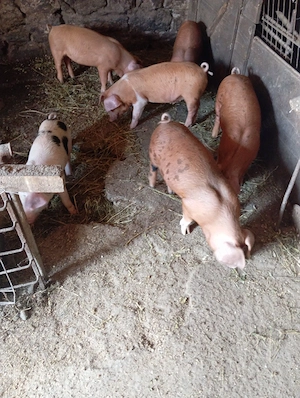 Purcei de vanzare - imagine 4
