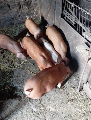 Purcei de vanzare - imagine 5