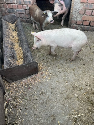 vand purcei  - imagine 2