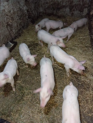 vand purcei de 7 săptămâni  - imagine 3