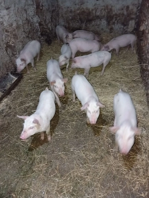 vand purcei de 7 săptămâni  - imagine 2